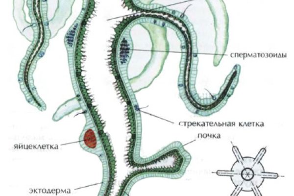 Кракен новое зеркало